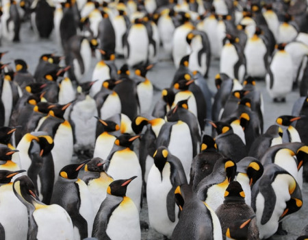 Hard choice: SAP CRM or C4C?